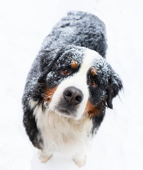 Dog in snow